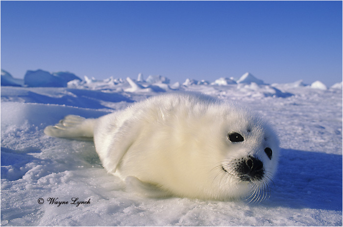 Harp Seal Pup 113 by Dr. Wayne Lynch &copy;